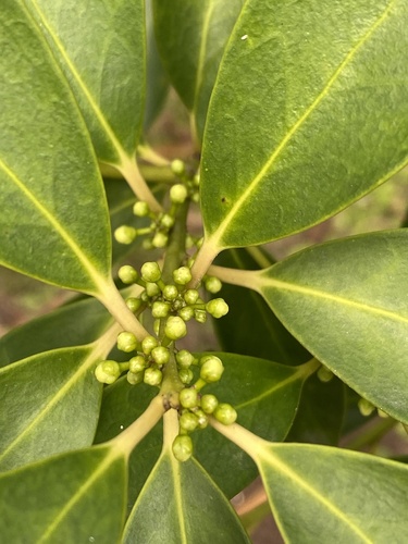 Ilex integra iNat (1)