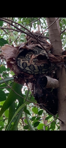 Coastal Carpet Python sighting