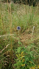 Echinops bannaticus
