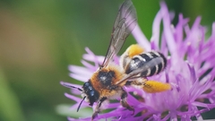 Dasypoda