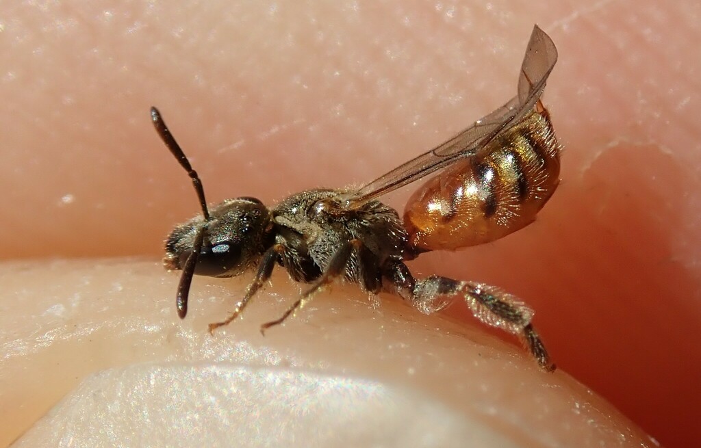 Lasioglossum strictifrons