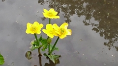 Caltha palustris