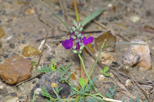 Image of Dalea pogonathera by (c) Michelle W. （鍾偉瑋）, some rights reserved (CC BY)