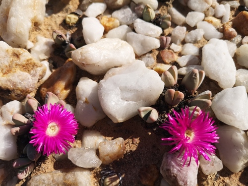 Argyroderma framesii (Argyroderma framesii)