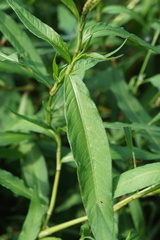 Persicaria robustior