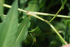 Persicaria robustior