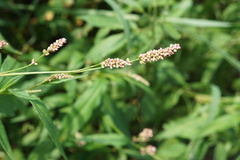 Persicaria robustior