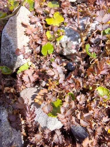 Image of Acaena inermis by no rights reserved