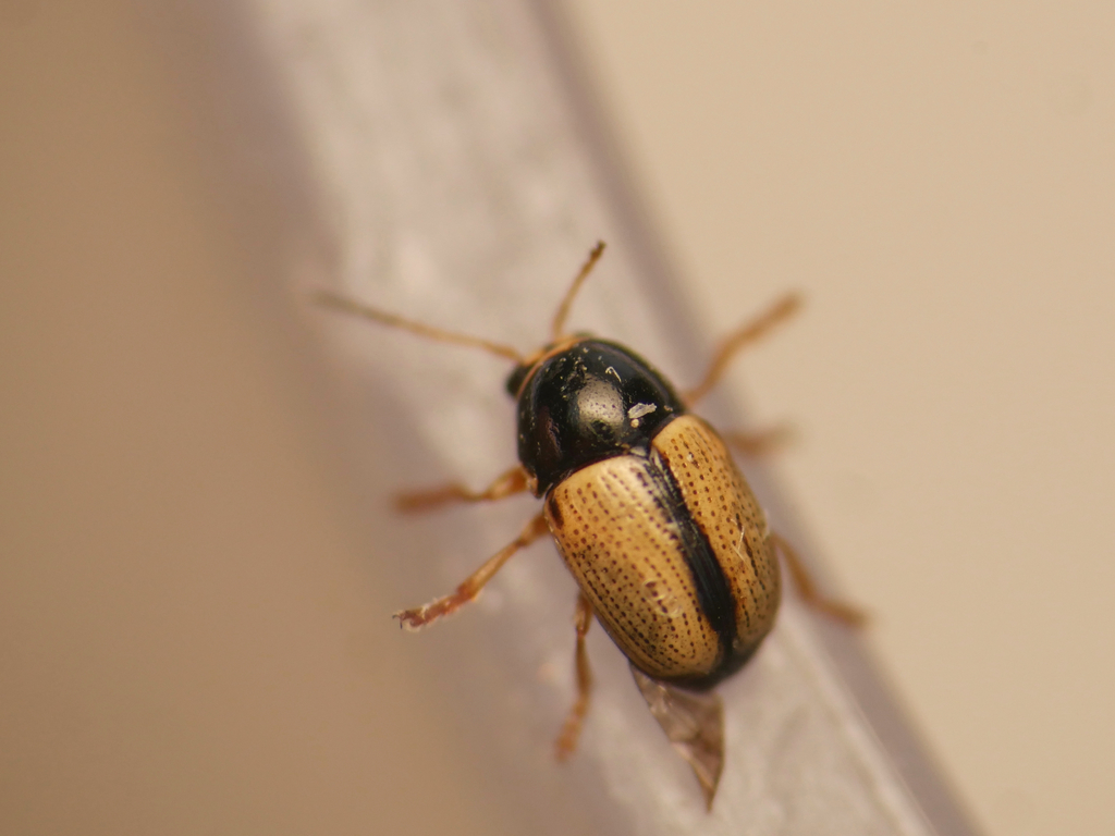 Cryptocephalus pygmaeus
