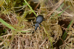 Cychrus caraboides