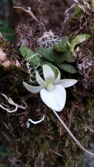 Angraecum urschianum image