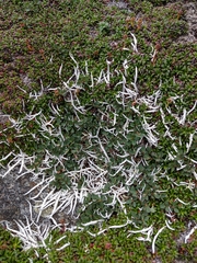 Thamnolia vermicularis vermicularis