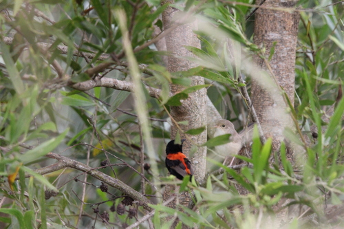 Red-backed Fairywren (Malurus melanocephalus)