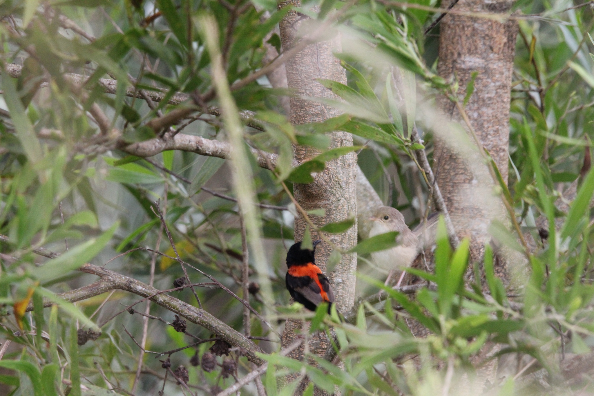 Red-backed Fairywren (Malurus melanocephalus)