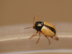 Cryptocephalus pygmaeus