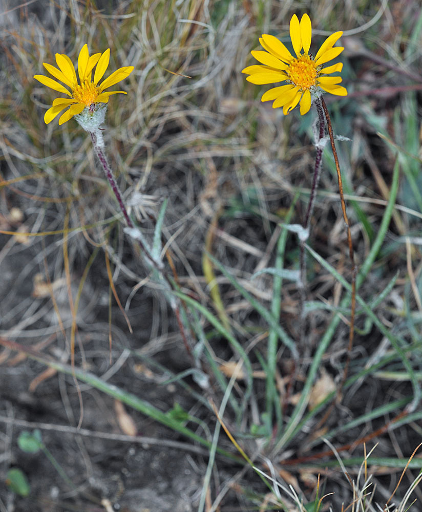 marsh goldenweed