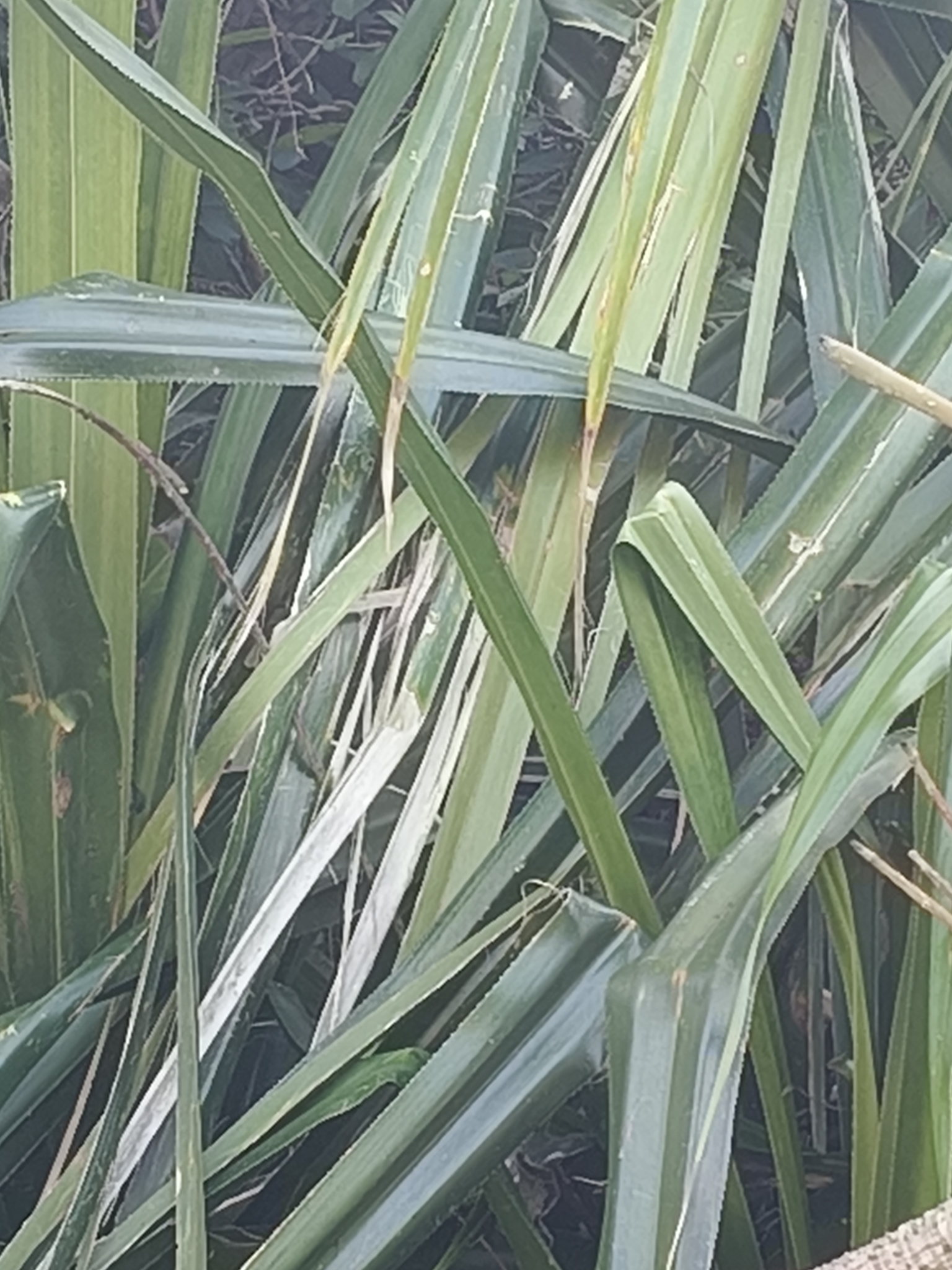 Imagem de Pandanus