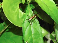 Conocephalus melaenus