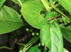 Conocephalus melaenus