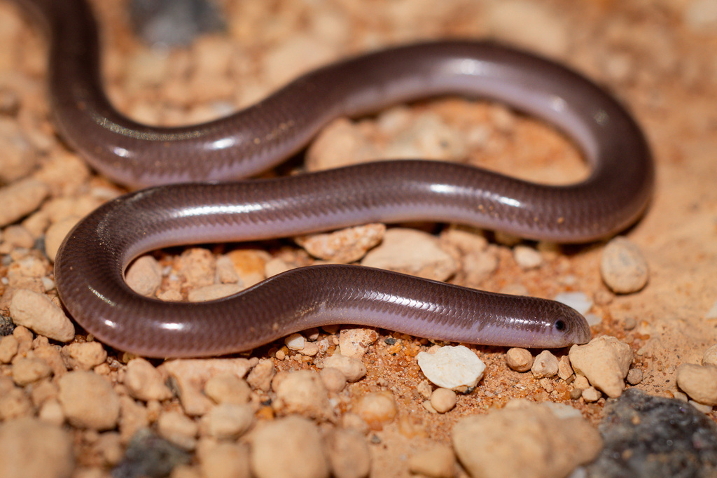 Pale-headed Blind Snake