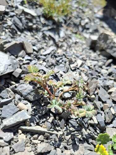 Montigena novae-zelandiae, photograph 1