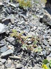 Montigena novae-zelandiae, photograph author not stated, no rights reserved
