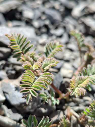 Montigena novae-zelandiae, photograph 2