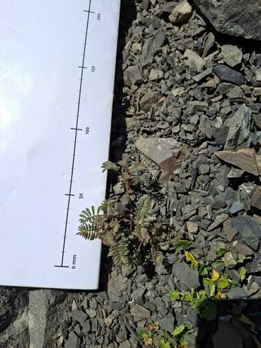 Montigena novae-zelandiae, photograph 3