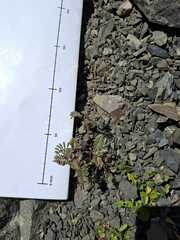 Montigena novae-zelandiae, photograph author not stated, no rights reserved