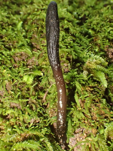 Glutinoglossum glutinosum observed 2025-01-19