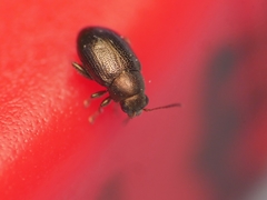 Chaetocnema hortensis