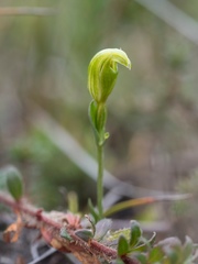 Pterostylis parviflora