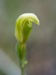 Pterostylis parviflora