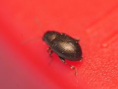 Chaetocnema hortensis
