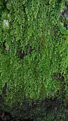 Selaginella labordei