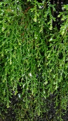 Selaginella labordei