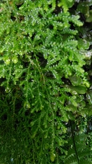 Selaginella labordei