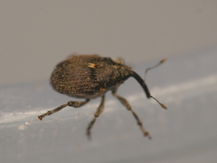 Glocianus