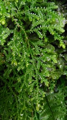 Selaginella labordei