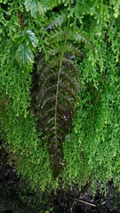 Cyclogramma omeiensis