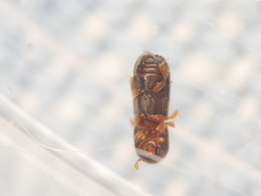 Xyleborinus saxesenii