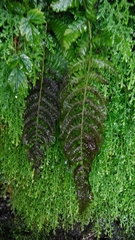 Cyclogramma omeiensis