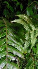 Cyclogramma omeiensis