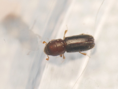 Xyleborinus saxesenii