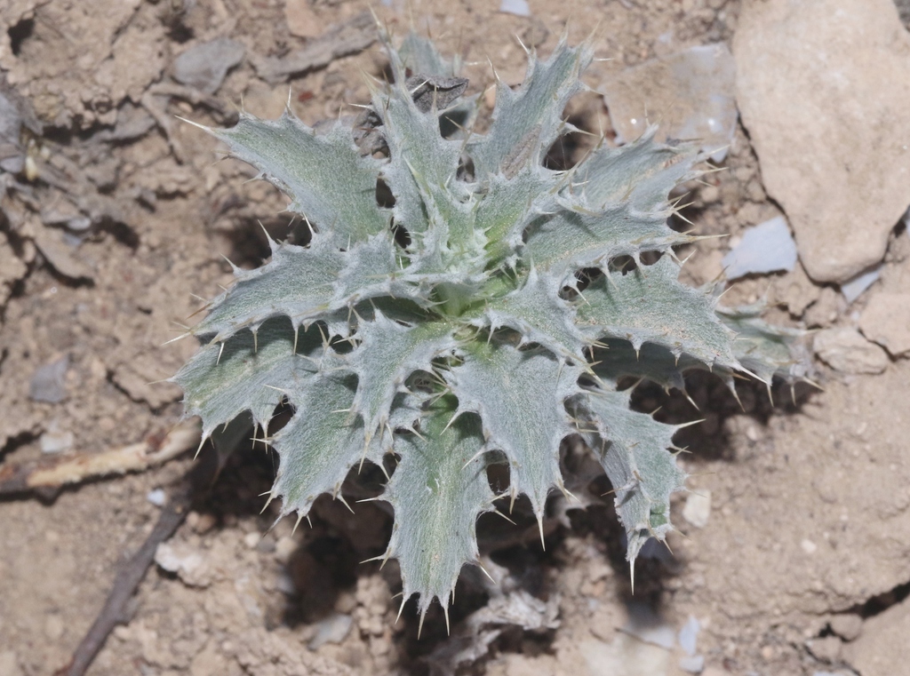 Atractylis kentrophylloides
