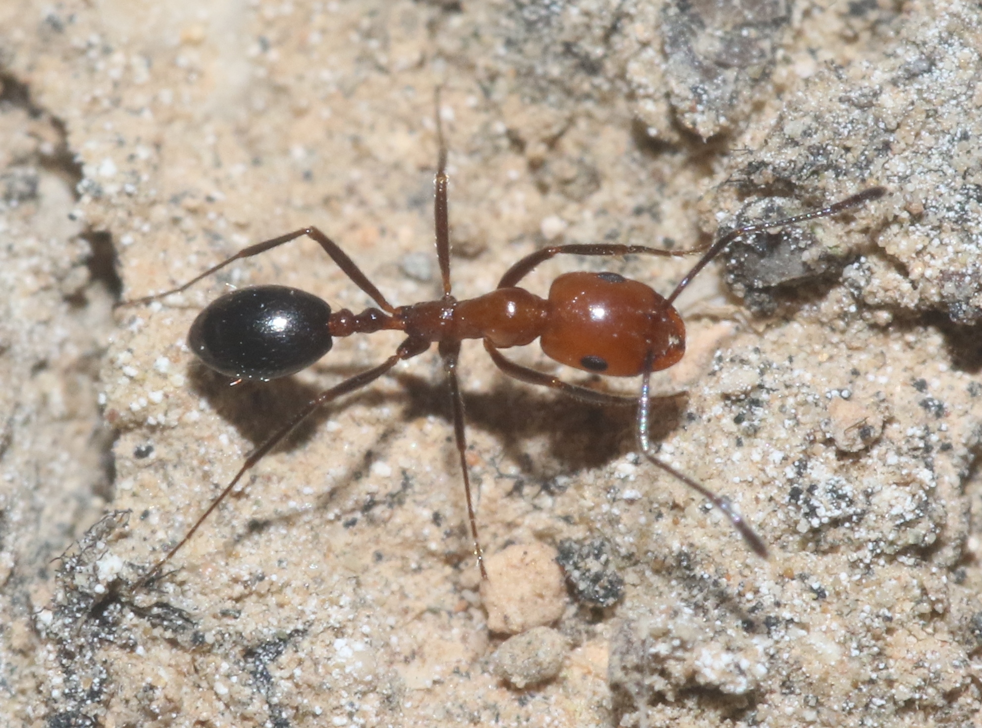 Monomorium venustum