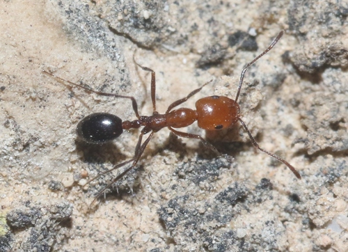 Monomorium venustumMonomorium venustum