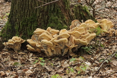 Meripilus giganteus