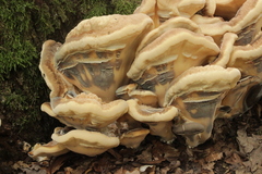 Meripilus giganteus