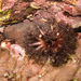 Holothuria cinerascens - Photo (c) Ken-ichi Ueda, alguns direitos reservados (CC BY)